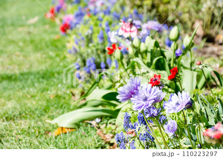 明るい日差しの下で赤や紫など様々な色の花が咲く花壇 ロンドン郊外のオスタリーパークにて 明るい日差しの下で赤や紫など様々な色の花が咲く花壇 ロンドン郊外のオスタリーパークにて 110223297