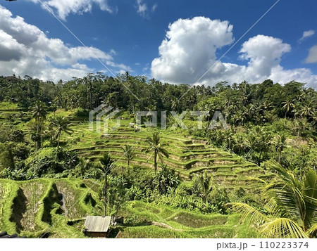 バリ島ウブド テガララン ライステラス バリ島ウブド テガララン ライステラス 110223374