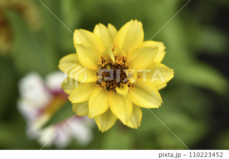Large flowers of cynia in the summer garden. Bright flowers in close-up. The juicy color of the flowers. 110223452
