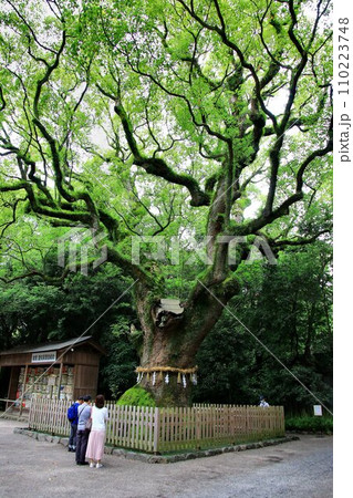 神話の「熱田さん」と呼ばれて親しまれている… 熱田神宮・御神木『大楠』』 神話の「熱田さん」と呼ばれて親しまれている… 熱田神宮・御神木『大楠』』 110223748