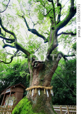 神話の「熱田さん」と呼ばれて親しまれている… 熱田神宮・御神木『大楠』』 110223751