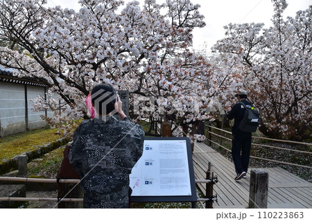 日本の春の京都 世界遺産の仁和寺 満開の御室桜と着物を着た観光客の女性 スマフォで撮影する姿 日本の春の京都 世界遺産の仁和寺 満開の御室桜と着物を着た観光客の女性 スマフォで撮影する姿 110223863