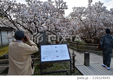日本の春の京都 世界遺産の仁和寺 満開の御室桜とカメラで撮影する観光客の男性 日本の春の京都 世界遺産の仁和寺 満開の御室桜とカメラで撮影する観光客の男性 110224045