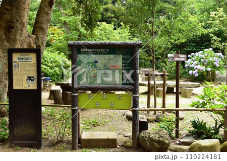 鎌倉市　源氏山公園のこもれび広場と満開の紫陽花 110224181