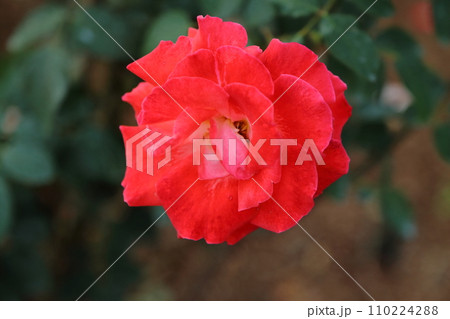 荒尾市 おもやい市民花壇 バラの花、 荒尾市 おもやい市民花壇 バラの花、 110224288