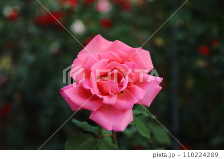 荒尾市 おもやい市民花壇 バラの花、 荒尾市 おもやい市民花壇 バラの花、 110224289
