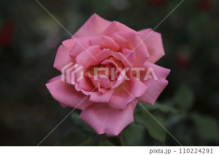 荒尾市 おもやい市民花壇 バラの花、 荒尾市 おもやい市民花壇 バラの花、 110224291