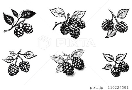 Grape icon.Flat silhouette version, Fresh berries vector silhouette 110224591