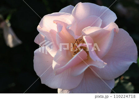 クローズアップ撮影した埼玉県北足立郡伊奈町の薔薇公園の薔薇の花 110224718