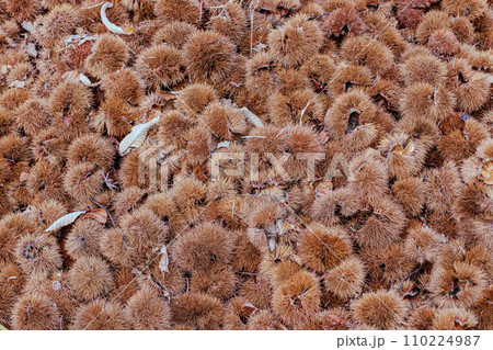 山積みになった栗の殻 山積みになった栗の殻 110224987