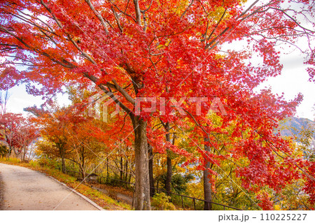 【京都風景】山科疎水 晩秋の紅葉が彩る水路沿いの散歩道 【京都風景】山科疎水 晩秋の紅葉が彩る水路沿いの散歩道 110225227