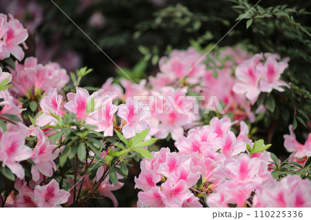 Rhododendron, Flower show hong kong at Victoria Park Rhododendron, Flower show hong kong at Victoria Park 110225336