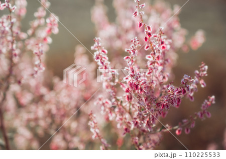 bush Atraphaxis virgata blooming with pink flowers in steppes of Asia in Kazakhstan bush Atraphaxis virgata blooming with pink flowers in steppes of Asia in Kazakhstan 110225533