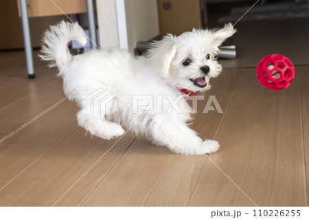 マルチーズ 110226255