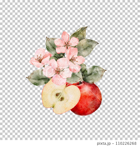 Watercolor blooming apple tree branches, green and red ripe Apples composition. Hand drawn apple slices illustration for juice pack, card, invitation, tags Watercolor blooming apple tree branches, green and red ripe Apples composition. Hand drawn apple slices illustration for juice pack, card, invitation, tags 110226268