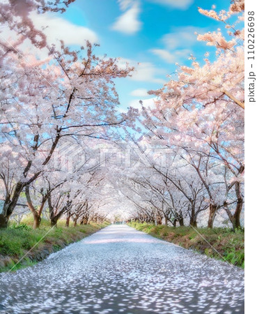 満開の桜  華麗に舞い散る桜の花びら 110226698