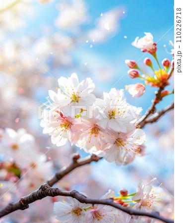 満開の桜  華麗に舞い散る桜の花びら 110226718