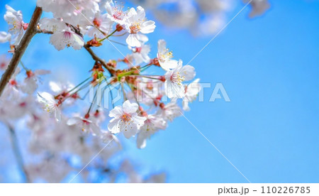 満開の桜 華麗に舞い散る桜の花びらのイラスト素材 [110226785] - PIXTA