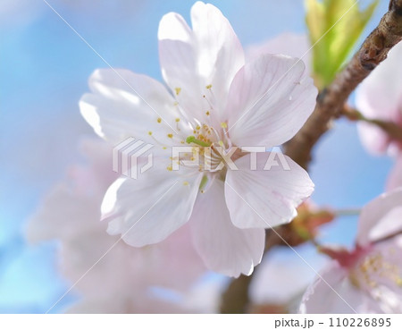 満開の桜 華麗に舞い散る桜の花びら 満開の桜 華麗に舞い散る桜の花びら 110226895