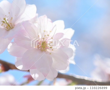 満開の桜 華麗に舞い散る桜の花びら 満開の桜 華麗に舞い散る桜の花びら 110226899