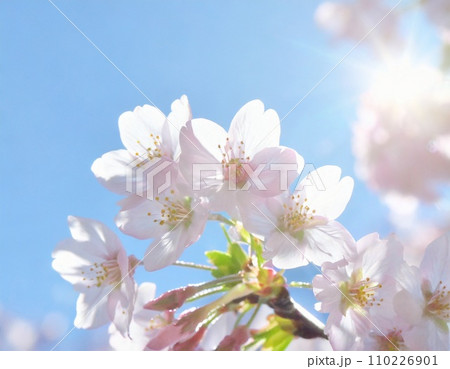 満開の桜  華麗に舞い散る桜の花びら 110226901