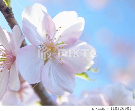 満開の桜  華麗に舞い散る桜の花びら 110226903