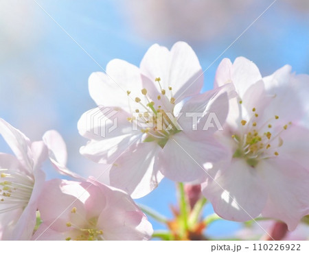 桜の花、散るころ | GANREF