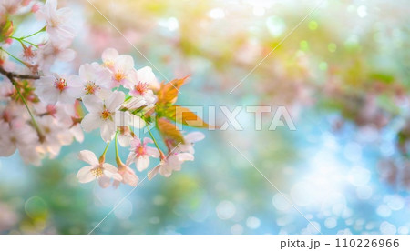 満開の桜 華麗に舞い散る桜の花びら 満開の桜 華麗に舞い散る桜の花びら 110226966