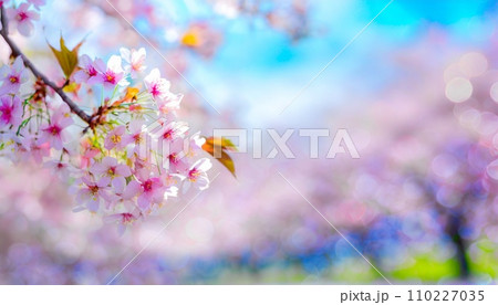 満開の桜  華麗に舞い散る桜の花びら 110227035