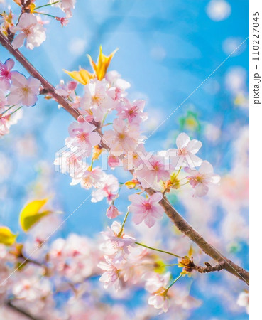 満開の桜 華麗に舞い散る桜の花びらのイラスト素材 [110227045] - PIXTA