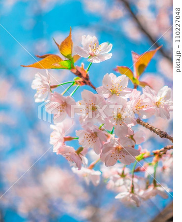 満開の桜 華麗に舞い散る桜の花びらのイラスト素材 [110227048] - PIXTA