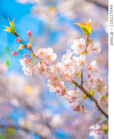 満開の桜 華麗に舞い散る桜の花びらのイラスト素材 [110227049] - PIXTA