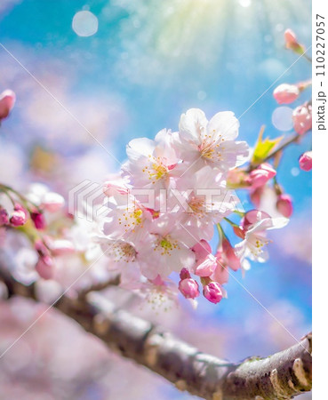 満開の桜 華麗に舞い散る桜の花びらのイラスト素材 [110227057] - PIXTA
