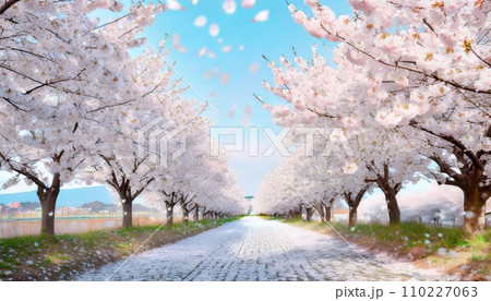 満開の桜 華麗に舞い散る桜の花びら 満開の桜 華麗に舞い散る桜の花びら 110227063