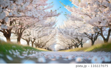 満開の桜  華麗に舞い散る桜の花びら 110227075