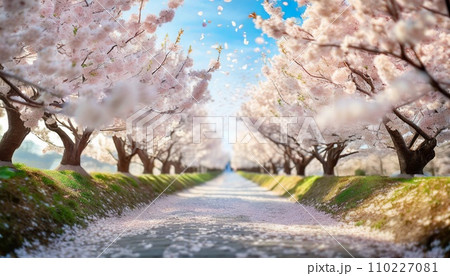 満開の桜  華麗に舞い散る桜の花びら 110227081