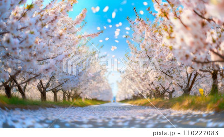 満開の桜 華麗に舞い散る桜の花びら 満開の桜 華麗に舞い散る桜の花びら 110227083