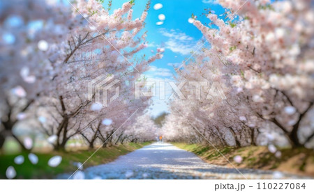 満開の桜  華麗に舞い散る桜の花びら 110227084