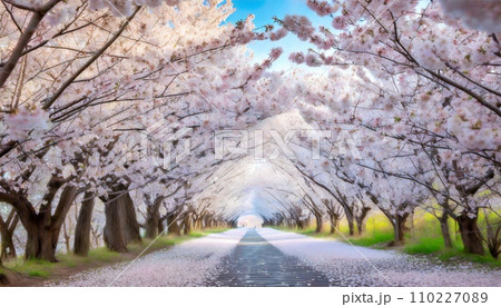 満開の桜 華麗に舞い散る桜の花びら 満開の桜 華麗に舞い散る桜の花びら 110227089