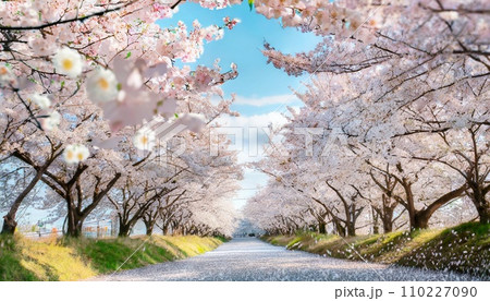 満開の桜  華麗に舞い散る桜の花びら 110227090