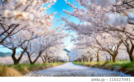 満開の桜 華麗に舞い散る桜の花びら 満開の桜 華麗に舞い散る桜の花びら 110227091