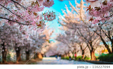 満開の桜 華麗に舞い散る桜の花びら 満開の桜 華麗に舞い散る桜の花びら 110227094
