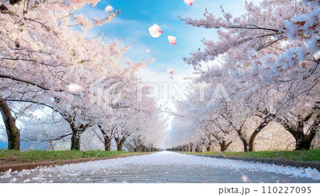 満開の桜 華麗に舞い散る桜の花びら 満開の桜 華麗に舞い散る桜の花びら 110227095