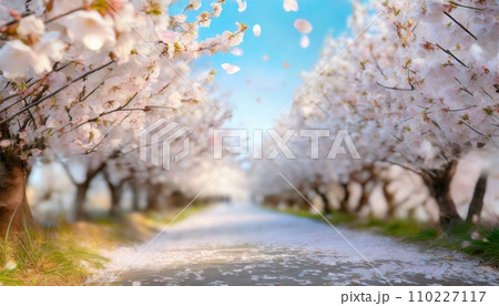 満開の桜 華麗に舞い散る桜の花びら 満開の桜 華麗に舞い散る桜の花びら 110227117