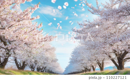 満開の桜 華麗に舞い散る桜の花びら 満開の桜 華麗に舞い散る桜の花びら 110227121