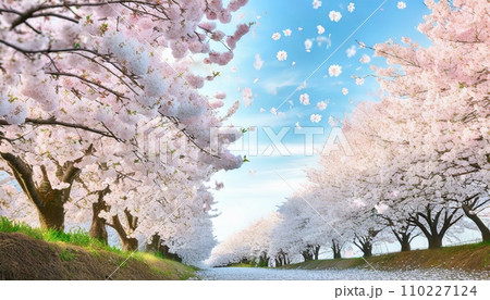 満開の桜  華麗に舞い散る桜の花びら 110227124