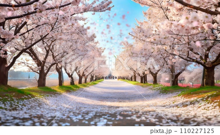 満開の桜 華麗に舞い散る桜の花びら 満開の桜 華麗に舞い散る桜の花びら 110227125