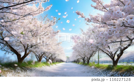 満開の桜 華麗に舞い散る桜の花びら 満開の桜 華麗に舞い散る桜の花びら 110227128