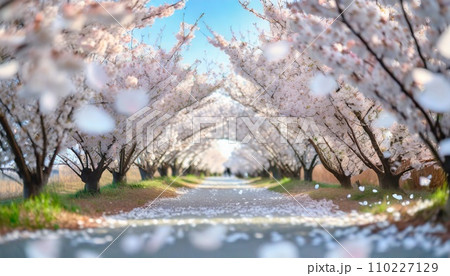 桜の花びらが散る頃 - YouTube