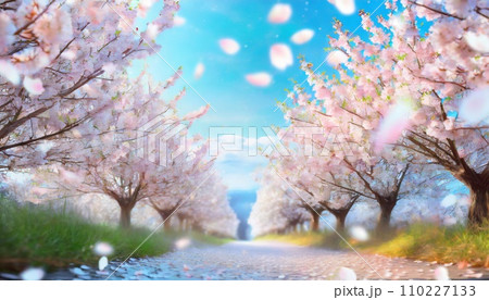満開の桜  華麗に舞い散る桜の花びら 110227133